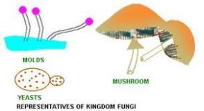 The Kingdom Fungi : most feed on dead, matter by secreting digestive enzymes into their food
