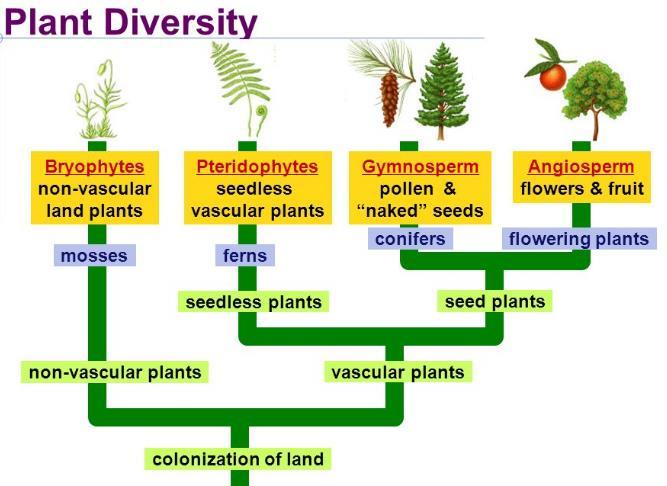 Plantae All Non motile cannot move from place to place with cellulose Mostly photosynthetic