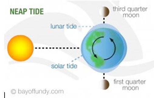 Tides Neap tides Quarter Moon days The Sun, The Moon, and the