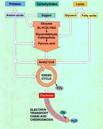Cycle Electron