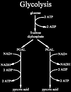 Glycolysis Two ATP are used to split glucose (1) Enzymes react with this newly spit glucose, and released electrons, to form 2 NADH (2)
