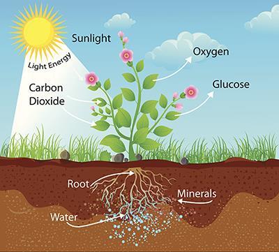 Photosynthesis converts water, carbon dioxide, and light energy into chemical energy and