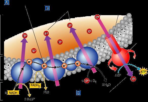 Electron Transport Chain Process occurs in the inner membrane Uses the NADH and FADH 2 to convert ADP into ATP