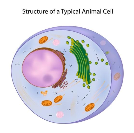 7.12EF: Functions of a ell 3 Examine the diagram of a cell above.