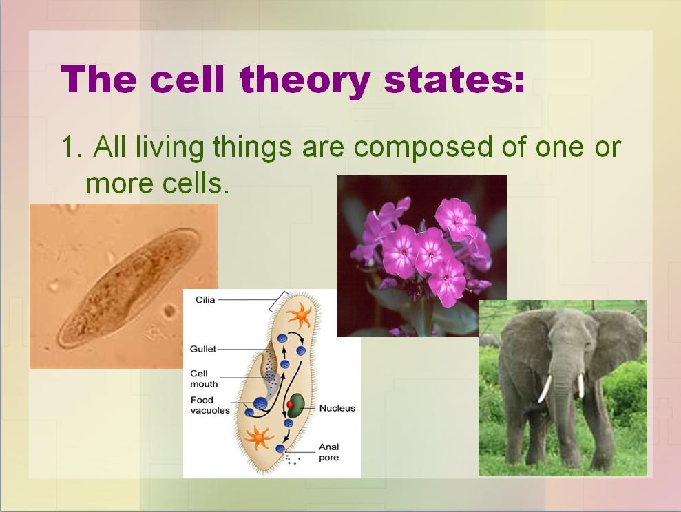 Unicellular Further explaining the CELL THEORY PART 1