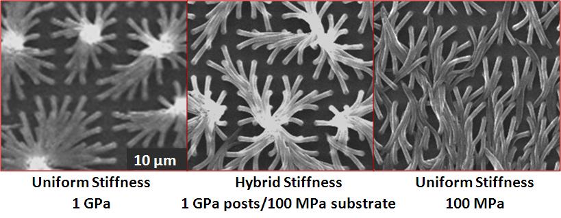 Anchoring point flexibility is seen in the hybrid stiffness nanoarray replica (Center), in which rigid posts are able to elastically hinge at their soft attachment points.