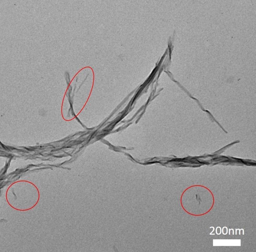 Figure S7. TEM image of the intermediate morphology with shorter nanocoils structure assembled from 4 at 1 h after beginning the self-assembly process (indicated by red circle). Figure S8.