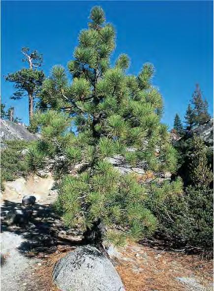 dinosaurs lived. Conifers ( cone bearer ) ~700 living species, the most abundant of the gymnosperms.