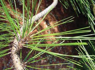 Conifer leaves are simple needles or scales Pine