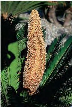 Cycads produce seed cones