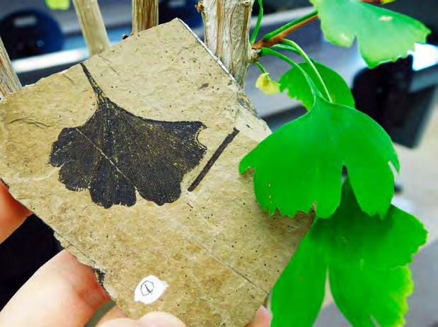 Ginkgo - one species left, only found in the wild in China, planted at