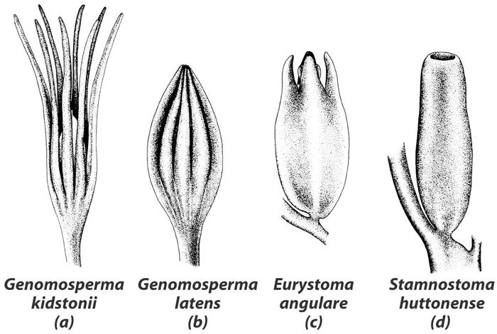 Evolution of ovule protecting reproduction Ovule: Spore in sporangium Sporangium in integument leaf with female