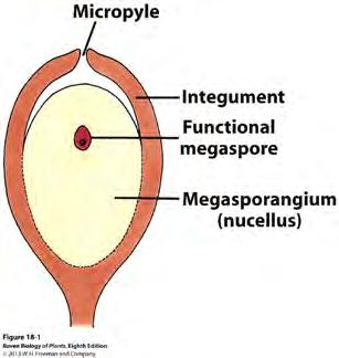 Ovule consists of 3 parts: Integument: the outer most protective layer(s) of an ovule (2n).
