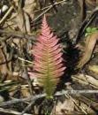 Pterophyta II: True ferns Most diverse seedless vascular plants Today ~12,000 species Most