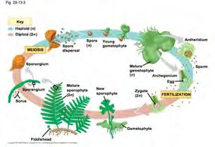 Vascular Plants LIFE CYCLE: sporophyte with specialized leaves, each with clustered sporangia