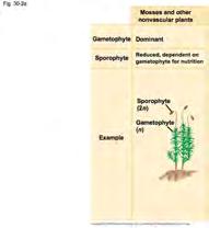 seeds) Gymnosperms: Conifers & Allies 1.