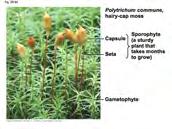 BRYOPHYTES Mosses, Liverworts, Hornworts Not monophyletic (?