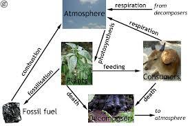 Biogeochemical Cycles Let s take a closer look at the interactions between LIVING THINGS and the PHYSICAL ENVIRONMENT in an ecosystem.