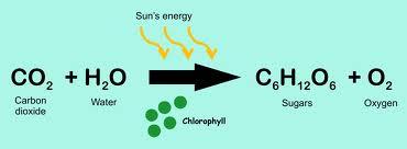 The Carbon Cycle The process by which carbon moves through an ecosystem is called the carbon cycle.