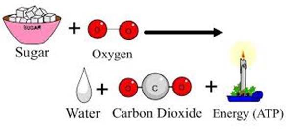 The Carbon Cycle Carbon is RETURNED to the atmosphere through CELLULAR RESPIRATION: When ANIMALS eat plants and algae, the carbon compounds are