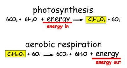 The Carbon Cycle Notice that photosynthesis and respiration are essentially opposites of each other: Plants (producers) perform PHOTOSYNTHESIS and CELLULAR RESPIRATION.