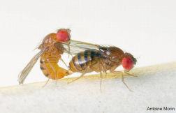 Mating in Drosophila flies Males transfer substances in seminal fluid that make sperm more competitive (= spermicides), But that harm