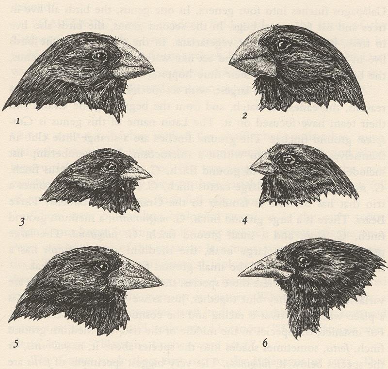 Darwin s Observations Darwin observed Galapagos Finches, that looked almost identical except for their beaks. Each finch ate a different food source on each island.