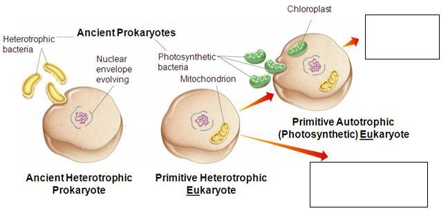 Cell Energy Notes Name Per THE ENDOSYMBIOTIC THEORY The Endosymbiotic theory is the idea that a long time ago, engulfed other prokaryotic cells by.