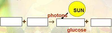 PHOTOSYNTHESIS Photosynthesis (small molecules
