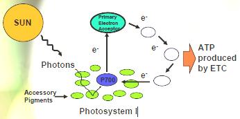 produce ATP Noncyclic Electron Flow Occurs in the membrane Uses and reaction center (PSII) - reaction center (PSI) - Uses (ETC)