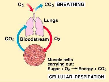Respiration Breathing o Alternation of and o Exchange of gases in which organisms obtain from the air (or water) and release o Exchange occurs in (or ) Cellular Respiration o Harvesting of from