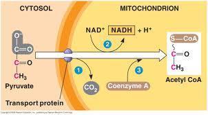 Yield per glucose molecule o (Substrate level phosphorylation) o o 2 ATP are invested to get 4 ATP back o Pyruvic acid diffuses into the