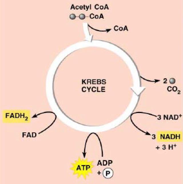B. KREBS CYCLE Occurs in the of the mitochondrion A cycle of 8 reactions o Reaction 1: (2C) joins with 4C