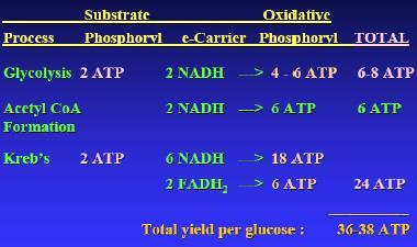 (Acetyl CoA) x 3 ATP = 6 NADH (Kreb s cycle) x 3ATP = 2 FADH2 (Krebs cycle) x 2 ATP = Total = These ATP are