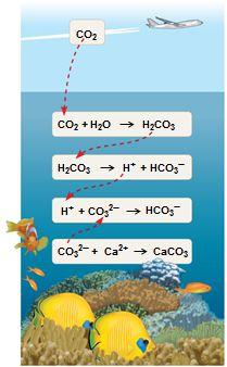Buffers in Ac&on As seawater acidifies, H + ions combine with carbonate ions to produce bicarbonate Carbonate is