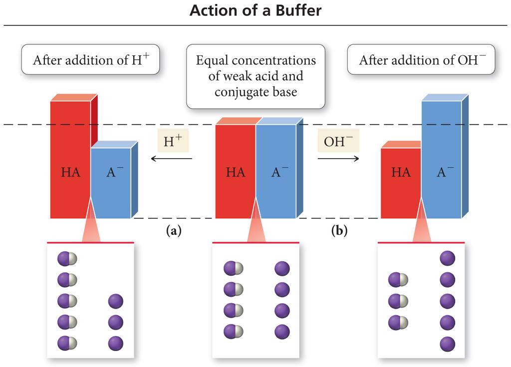 Action of a Buffer