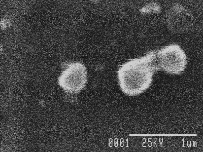 nanoparticles synthesized
