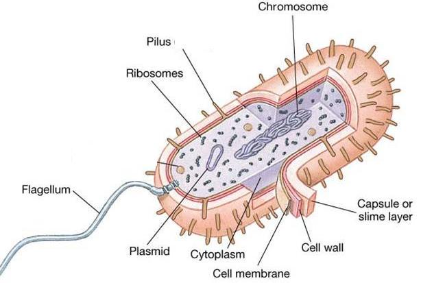 Principles of the Cell Theory 1. All living things are made of one or more cells. 2. Cells are the basic unit of structure & function in organisms. 3.