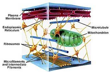 and move Has own DNA and can self-replicate Cytoskeleton Centrioles Very active cells have more