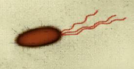 around the cell Flagella Long