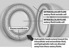 membrane & cell wall Cell parts: plasma membrane Made of a phospholipid bilayer