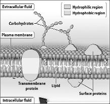 Embedded molecules of the plasma membrane Carbohydrates: help with cell to cell recognition Lipids (cholesterol): helps membrane remain flexible
