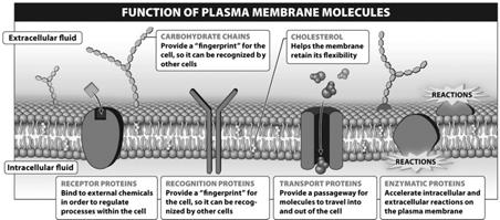 membrane proteins There are many, but the main four types are: 1 2 3 4 Movement of molecules across the plasma membrane Passive transport