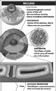 information structure nuclear membrane made of TWO phospholipid bilayers with pores to allow passages of materials inside has chromatin,