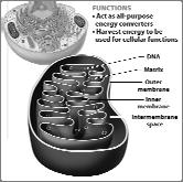 A few important organelles Mitochondria makes energy molecule ATP to fuel cellular work site of