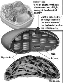 chemical energy site of photosynthesis two membranes similar in structure to mitochondria