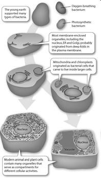 Endosymbiosis theory Mitochondria & chloroplasts were once small prokaryotes that began living in larger prokaryotes may have been undigested prey or parasites Over time, the endosymbiont & the host