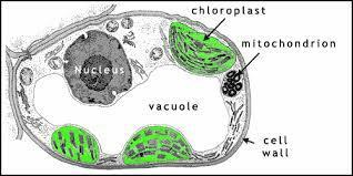 Photosynthesis The chemical reactions of photosynthesis occur in chloroplast, the organelles in plant cells that convert light energy into food.