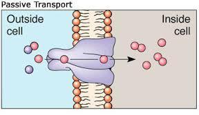 Passive Transport A cell membrane is semiperamble, which means that it allows only certain substances to enter or