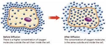 Diffusion Diffusion is the movement of substances from an area of higher concentration to an area of lower concentration.